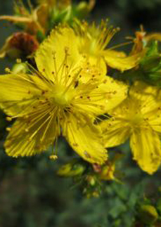 Farmakognózie